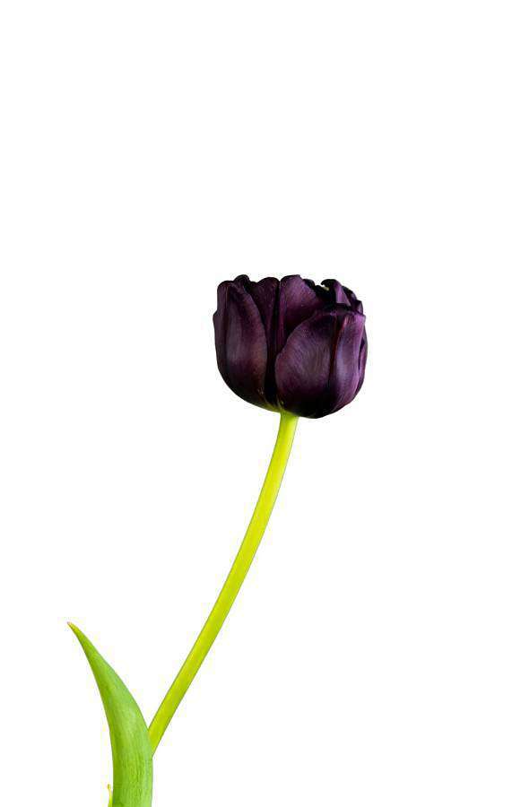 Černý tulipán Nightshade