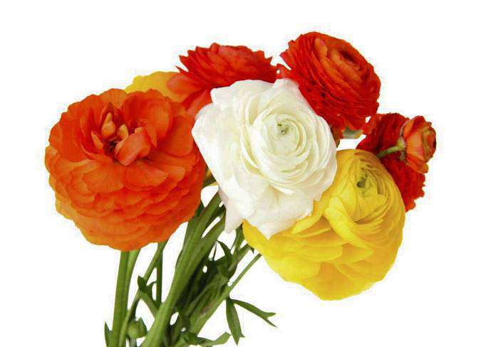 Ranunculus mixed colors