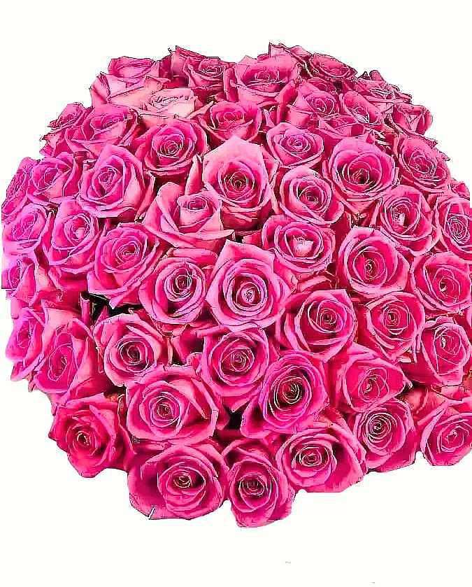 100 růžových růží Adél