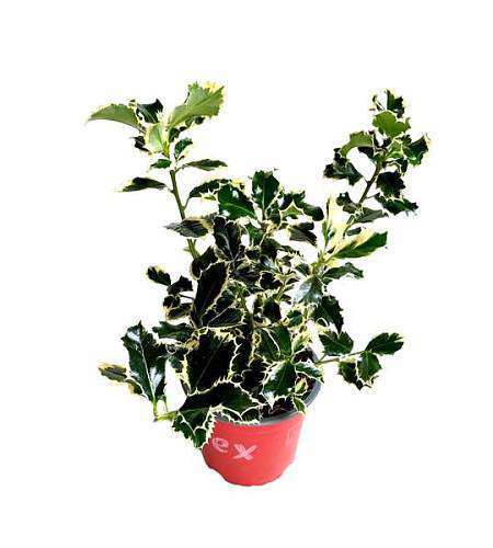 Ilex aquifolium