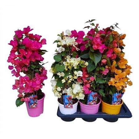 Bougainvillea Alexandra Pyramid