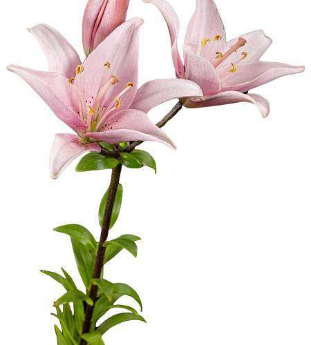 Royal Lily