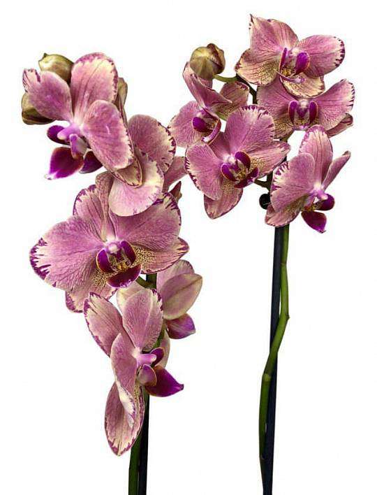 Orchidej v designovém květináči 1