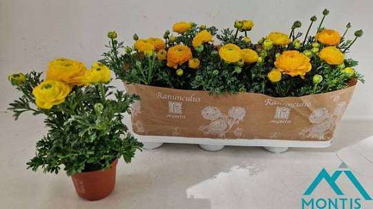 Ranunculus in a flowerpot 1