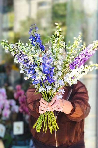 Delphinium mix colour