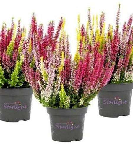 Heather mix Starlight