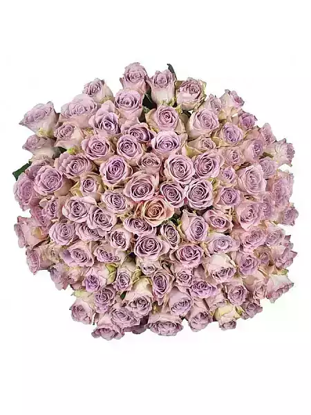 100 Růží Memory Lane