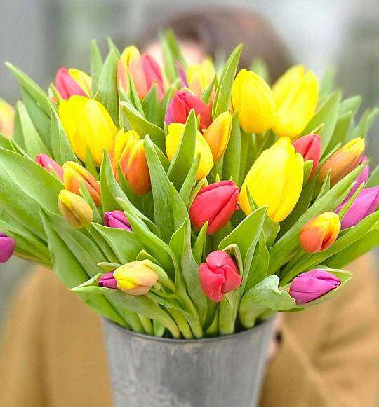 Mix 50 Tulips 1