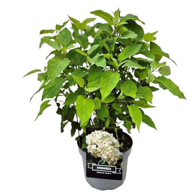 Hortenzie Latnatá XL