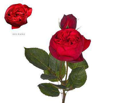 Pivoňkové růže Red Piano