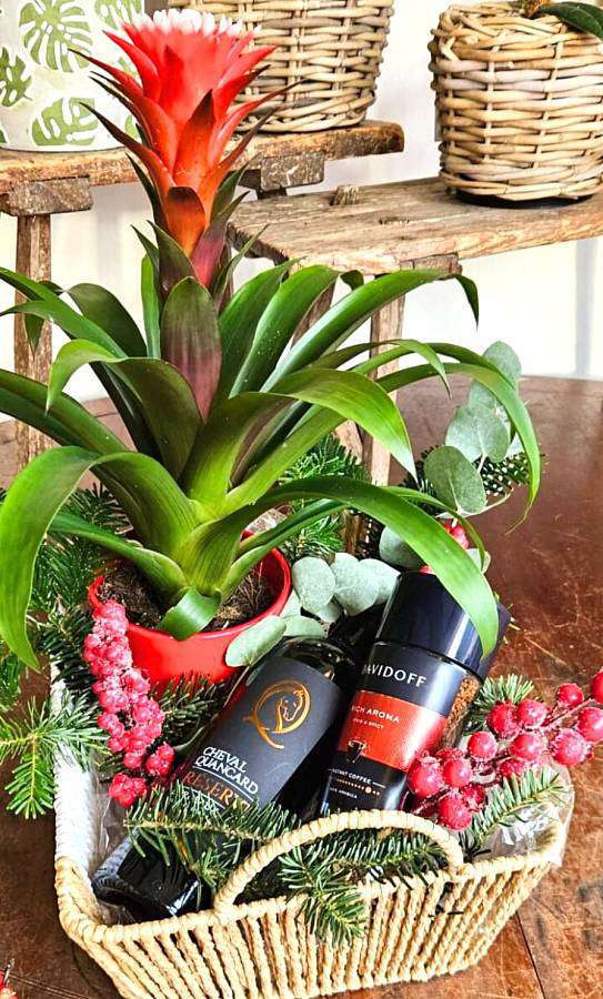 Guzmania gift basket