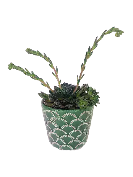 Echeveria setosa var. ciliata