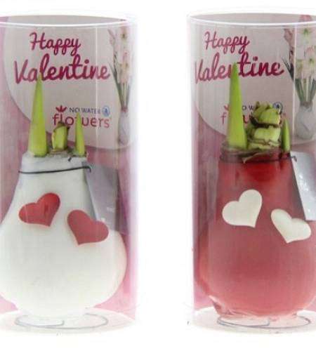 Valentine's Heart Amaryllis