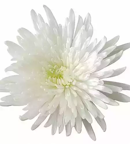 chrysanthemum Anastasia white