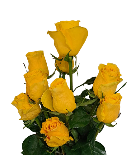 Yellow roses Rosa Brighton