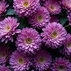 Aster