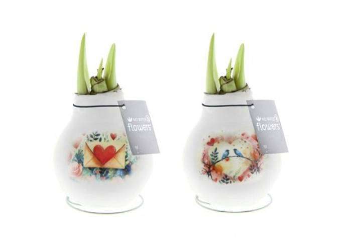 Valentýnský Amarylis Love