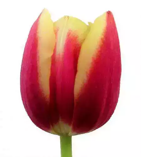 Tulip Iren