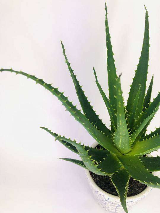 Aloe Arborescens 2