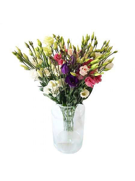 Eustoma - Lisianthus