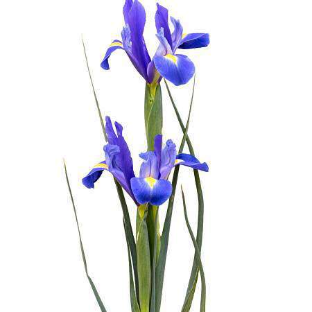 Iris, Kosatec