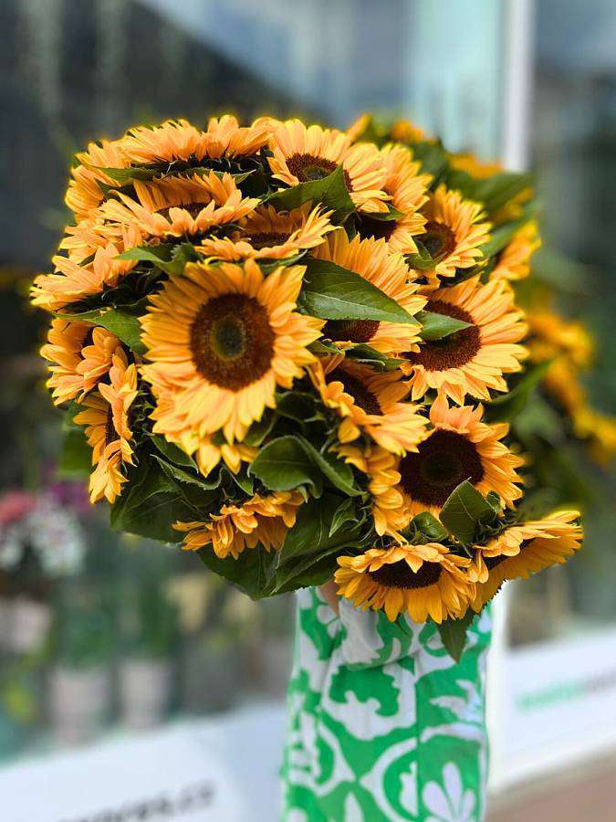 Sunflower