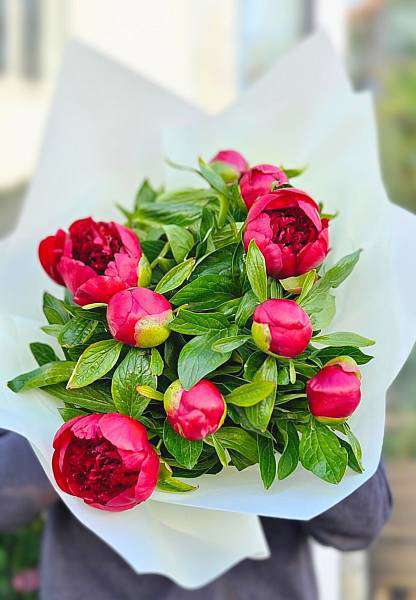 Red Peonies