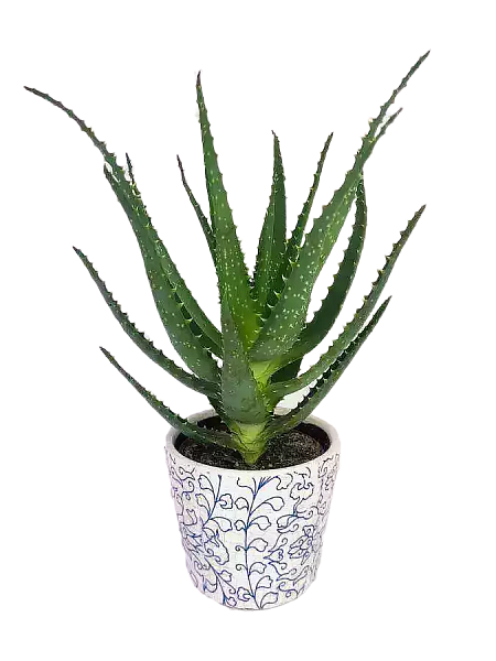 Aloe Arborescens