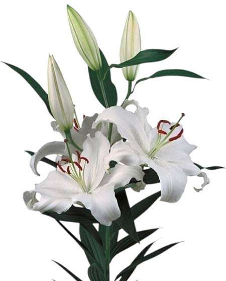 White Royal Lilies