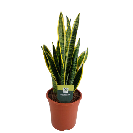 Sansevieria laurenti