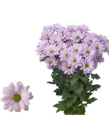 Pink Spray Chrysanthemum