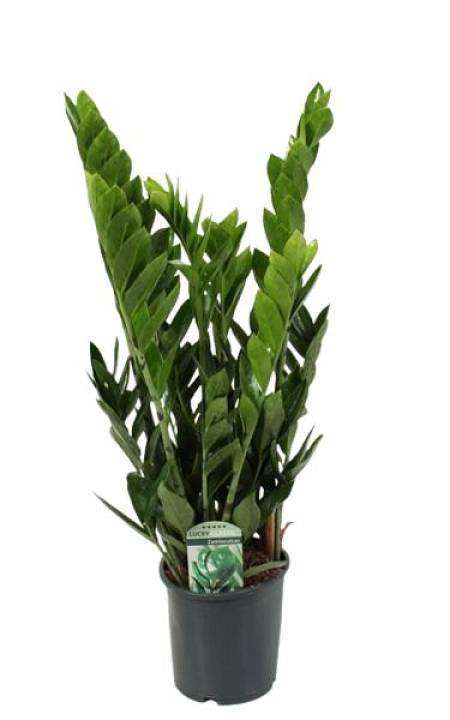 Zamioculcas 1