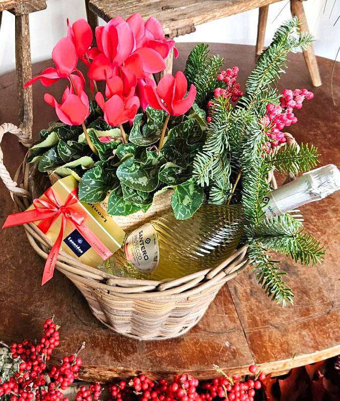 Cyclamen Gift Basket