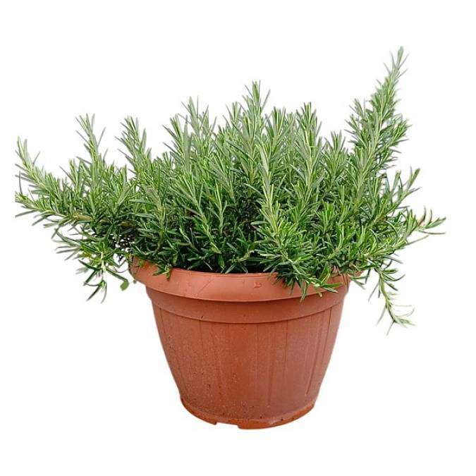 Rozmarýn XL převislý