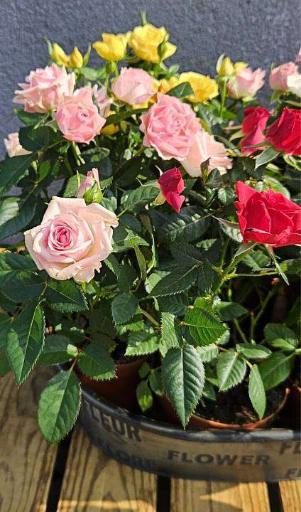 Кустовые розы в горшке 1