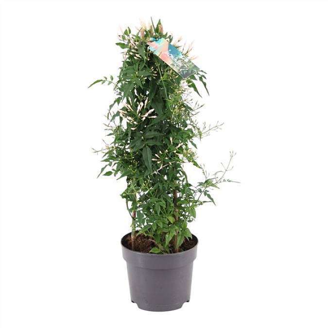 Jasmín vícekvětý (Jasminum polyanthum)