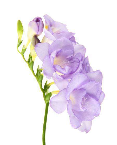 Blue Freesia