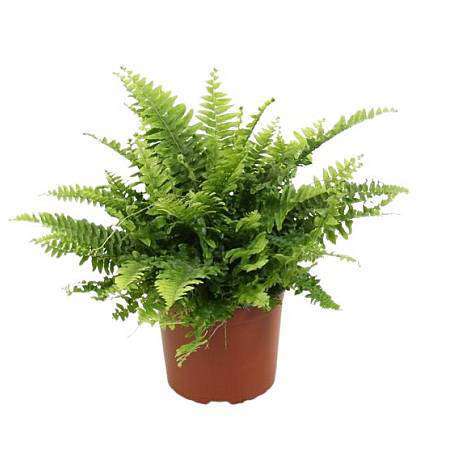 Ledviník (Nephrolepis)