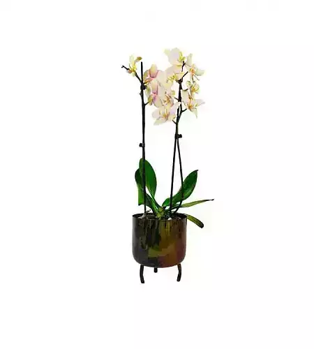 Orchidej krémová v květináči
