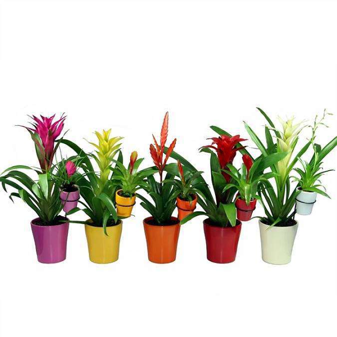 Bromeliad (Guzmania)