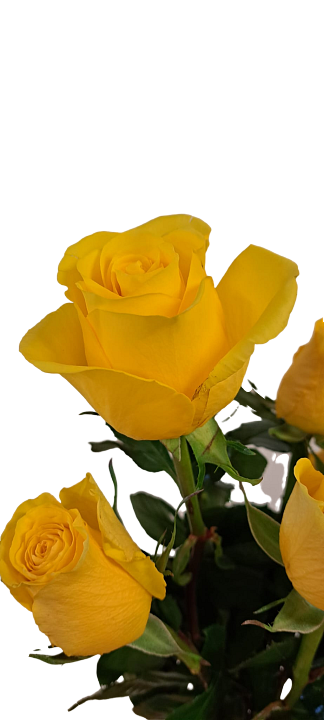 Žluté růže Rosa Brighton 1