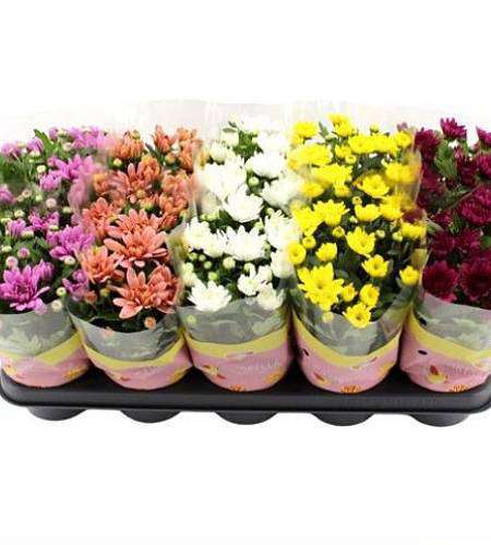 Chrysanthemum mix of colors