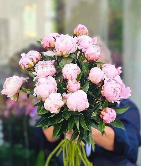 Pink Peony Sarah Bernhardt