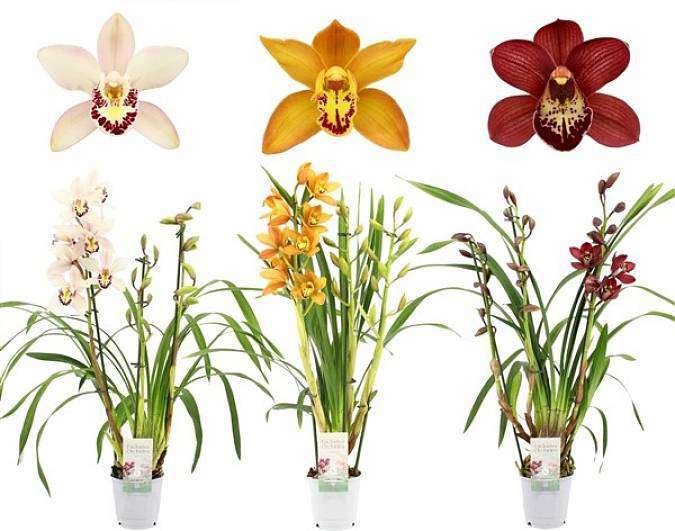 Cymbidium mix barev