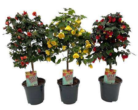 Abutilon na kmínku (Mračňák) mix barev – 75 cm