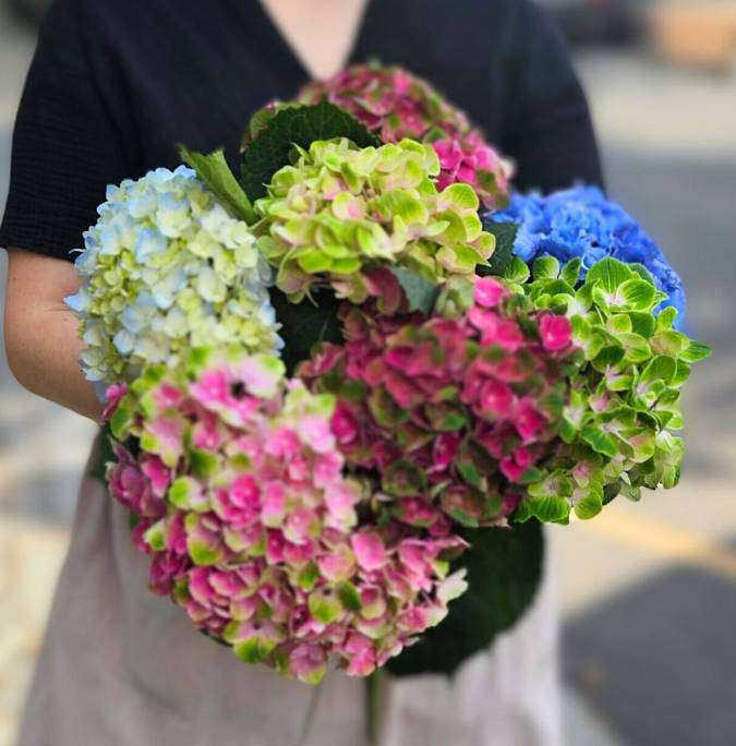 Hortenzie mix barev