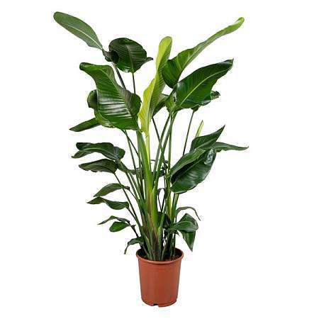 Strelitzia Nicolai 24Ø – Monumentální tropický solitér