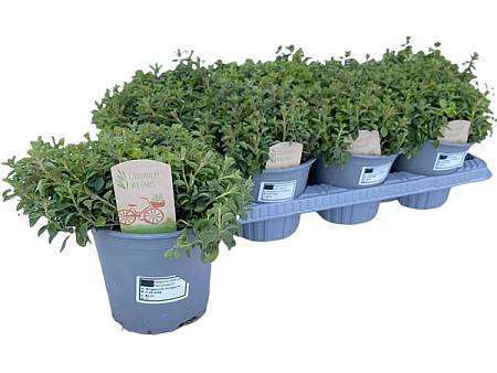 Oregáno - Dobromysl