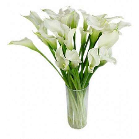 Calla white