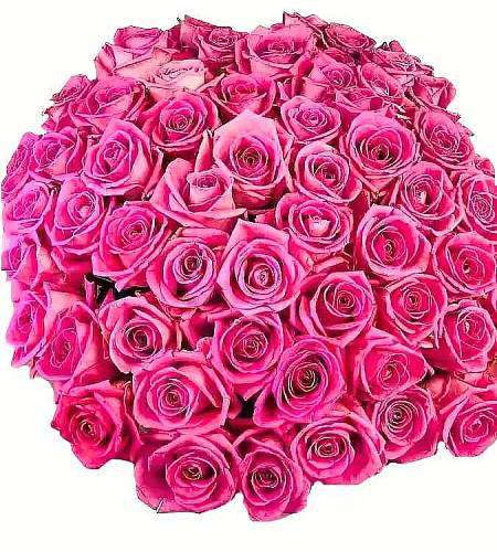 100 Pink Roses Adél